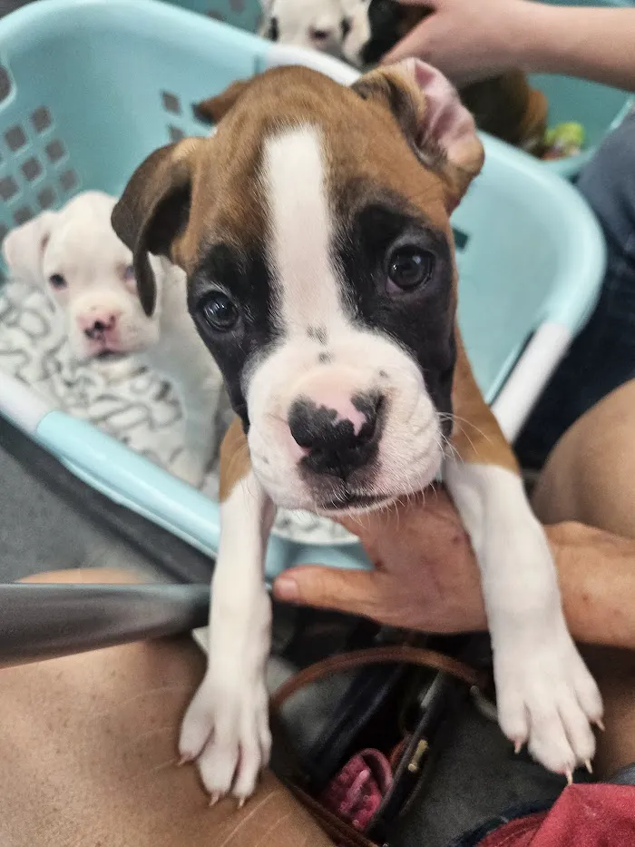 4 Paws Animal Hospital 9