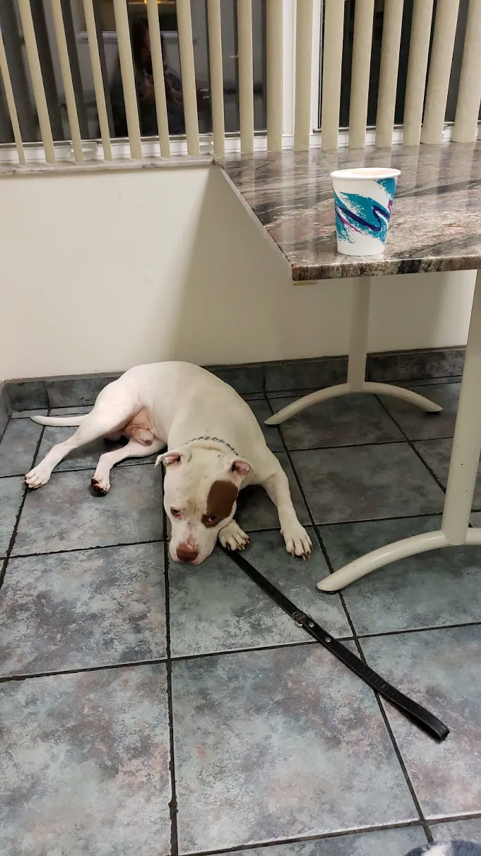 Florida Veterinary Specialist: Aumann Marcel DVM 12