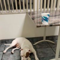 Florida Veterinary Specialist: Aumann Marcel DVM ico