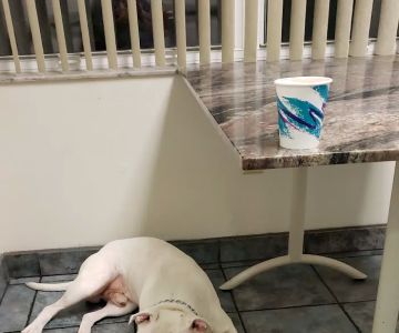 Florida Veterinary Specialist: Aumann Marcel DVM