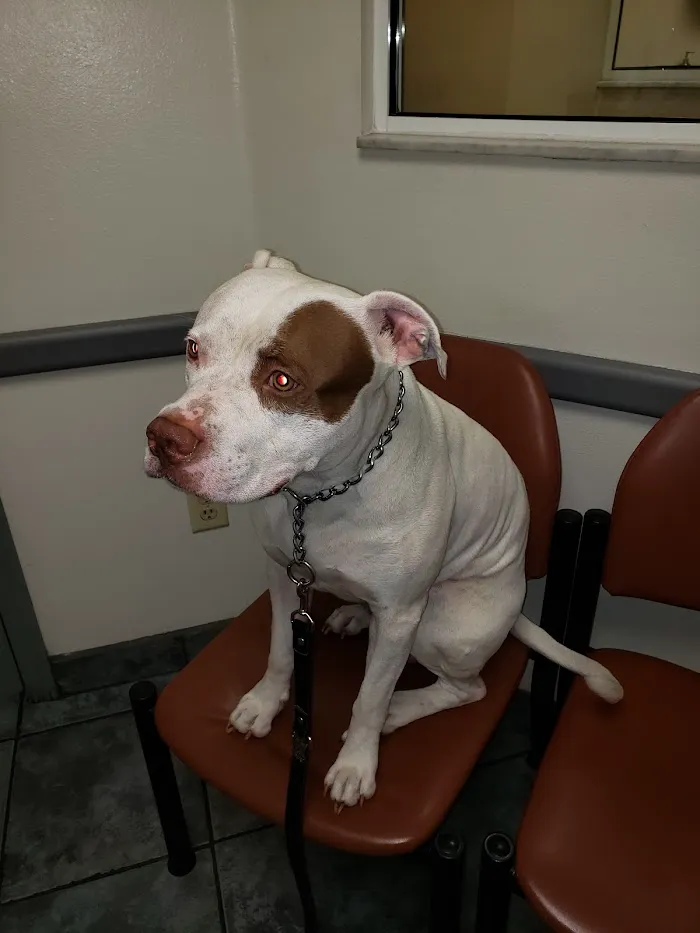 Florida Veterinary Specialist: Aumann Marcel DVM 12
