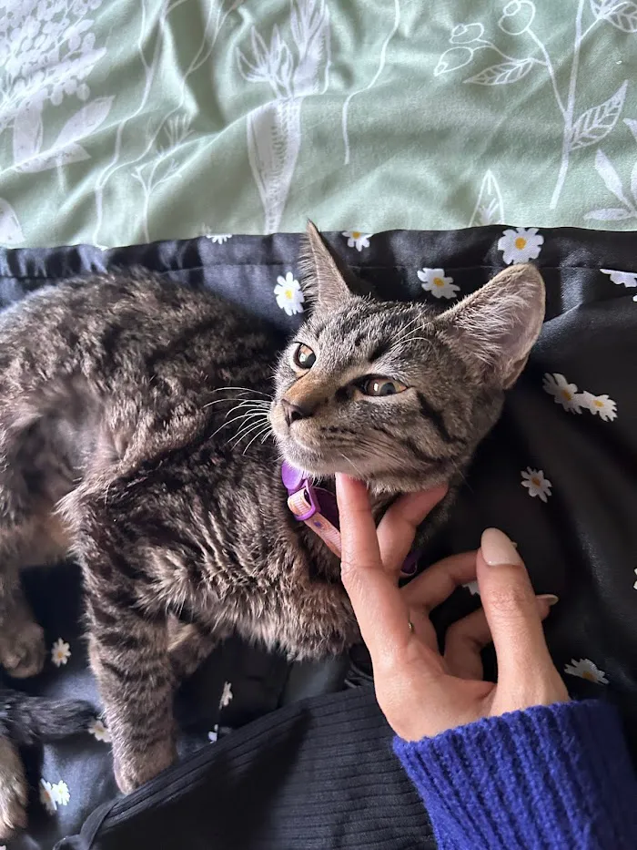 BluePearl Pet Hospital - Urgent Care 12