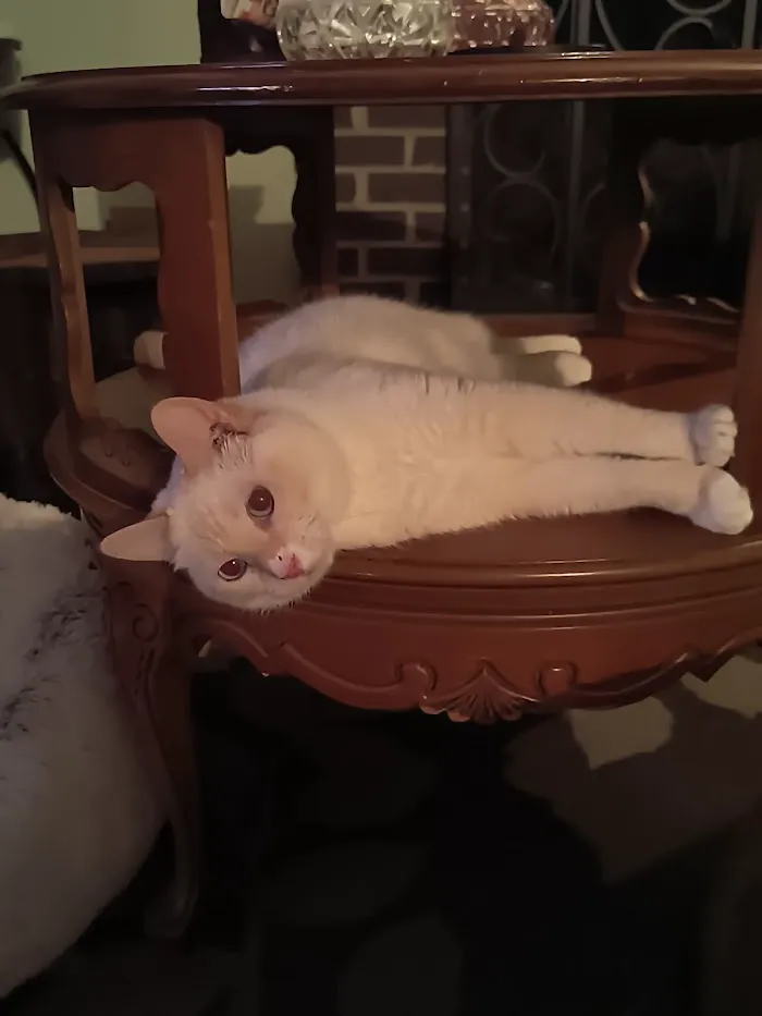 BluePearl Pet Hospital - Urgent Care 12