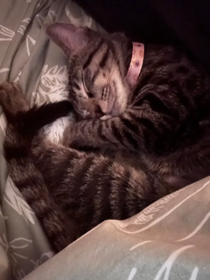 BluePearl Pet Hospital - Urgent Care 12