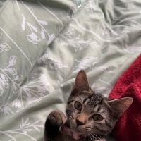 BluePearl Pet Hospital - Urgent Care ico