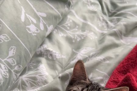 BluePearl Pet Hospital - Urgent Care