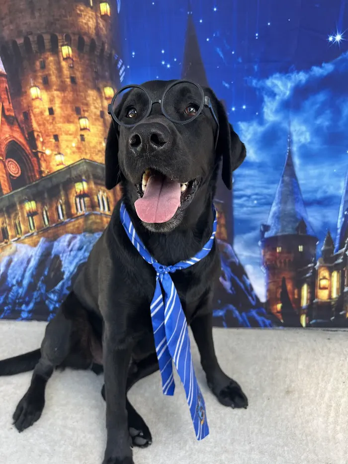 BluePearl Pet Hospital - Urgent Care 12
