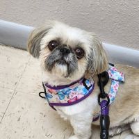 Southpaw Animal Health ico