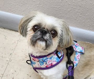Southpaw Animal Health