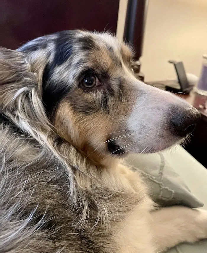 Southpaw Animal Health 12