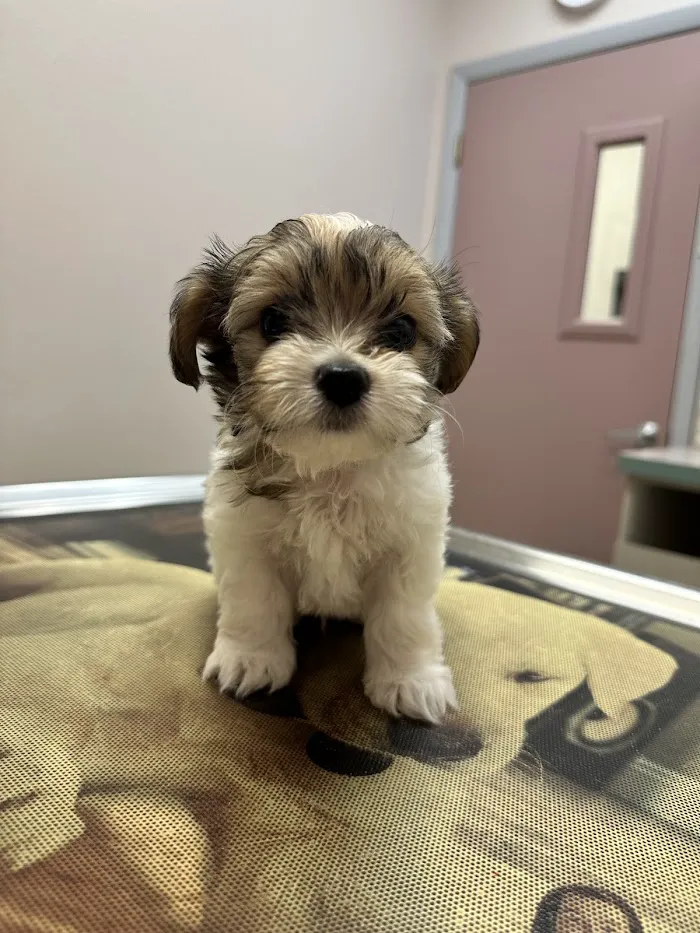 Southpaw Animal Health 12