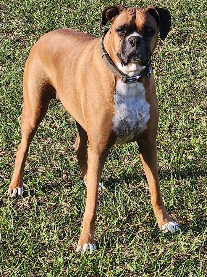 Southpaw Animal Health 12