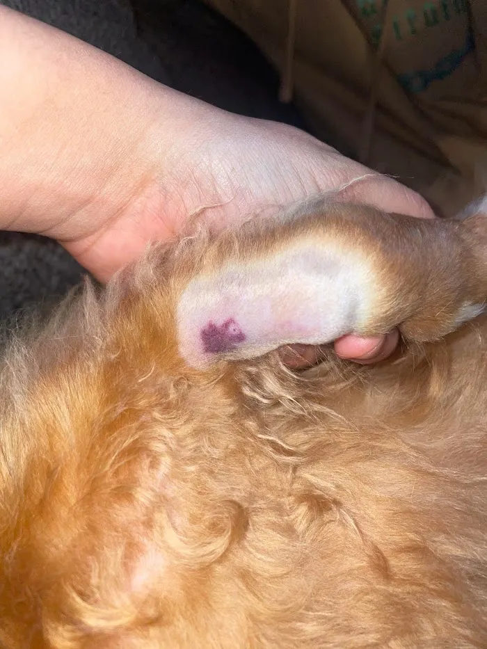 Banfield Pet Hospital 12