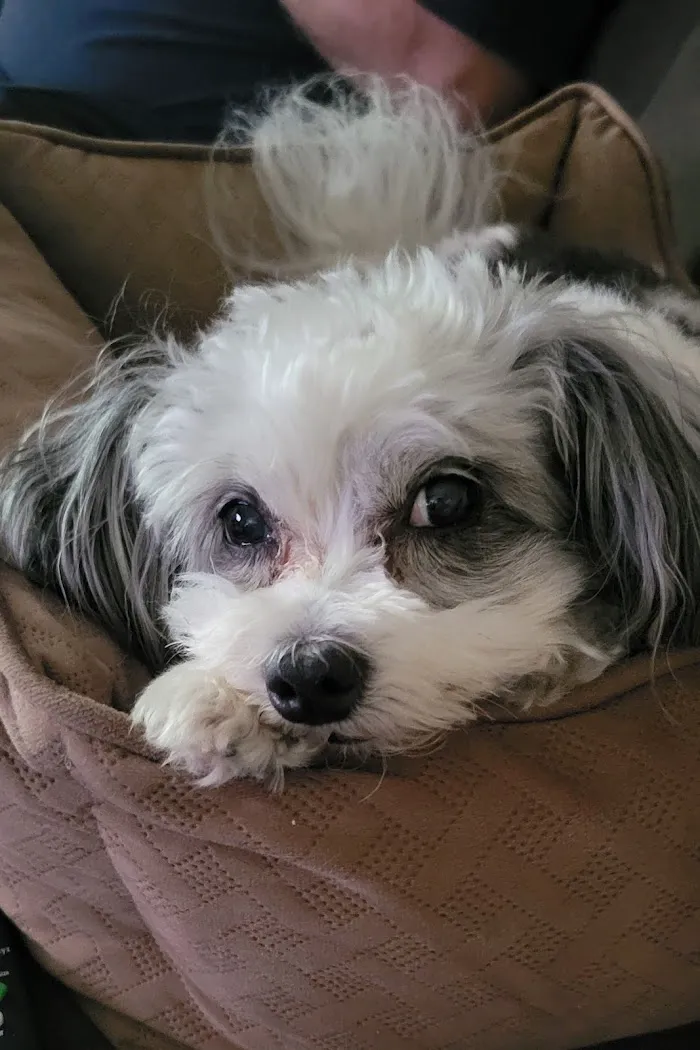 Banfield Pet Hospital 12