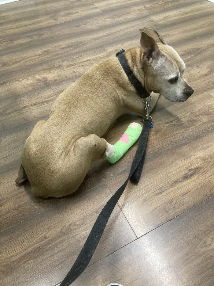 Urgent Paws Vet Clinic 12