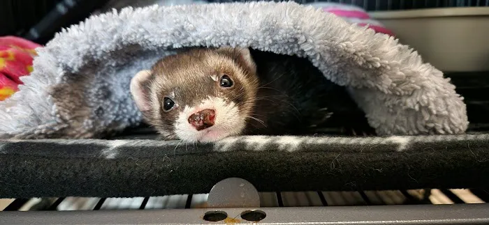 Urgent Paws Vet Clinic 12