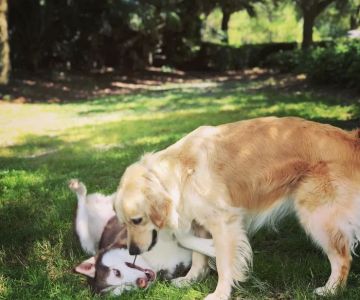 Urgent Paws Vet Clinic