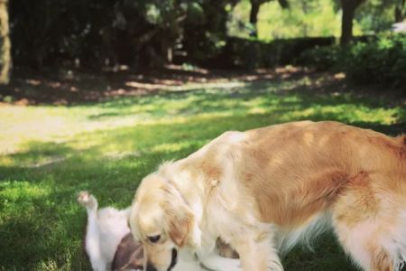 Urgent Paws Vet Clinic