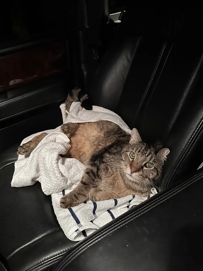 Urgent Paws Vet Clinic 12