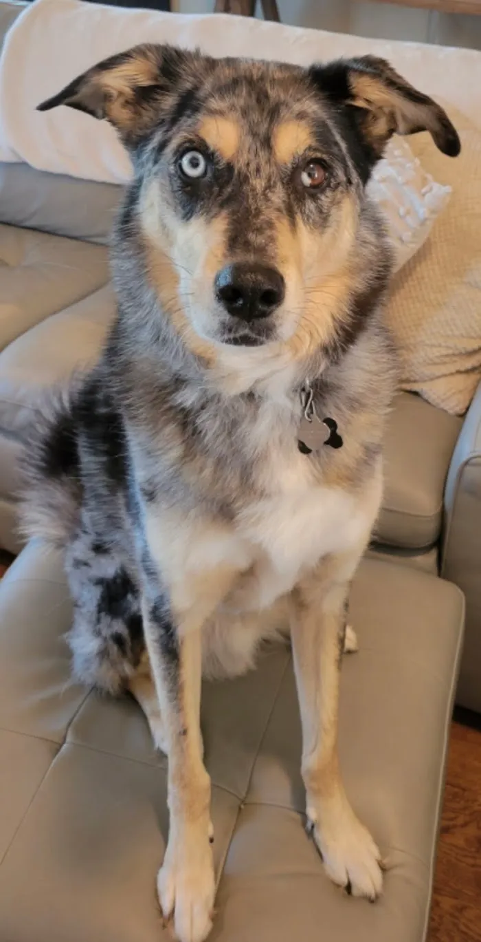 Urgent Paws Vet Clinic 12