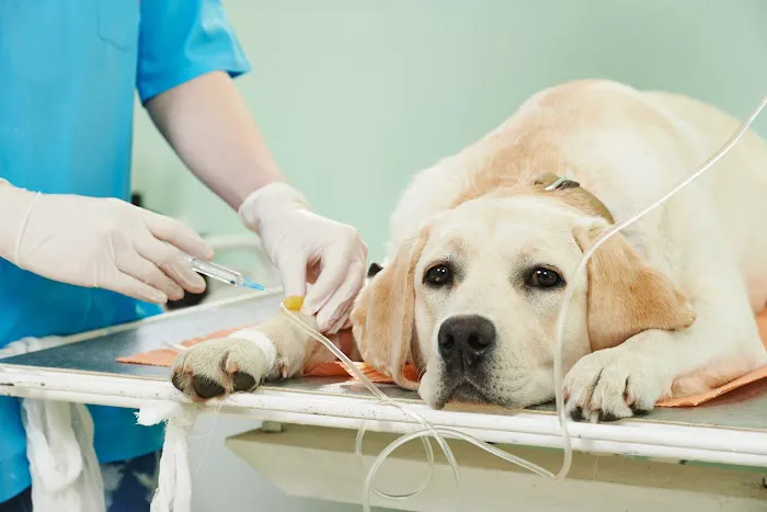 Vetria Pet Wellness & Surgery Center 12