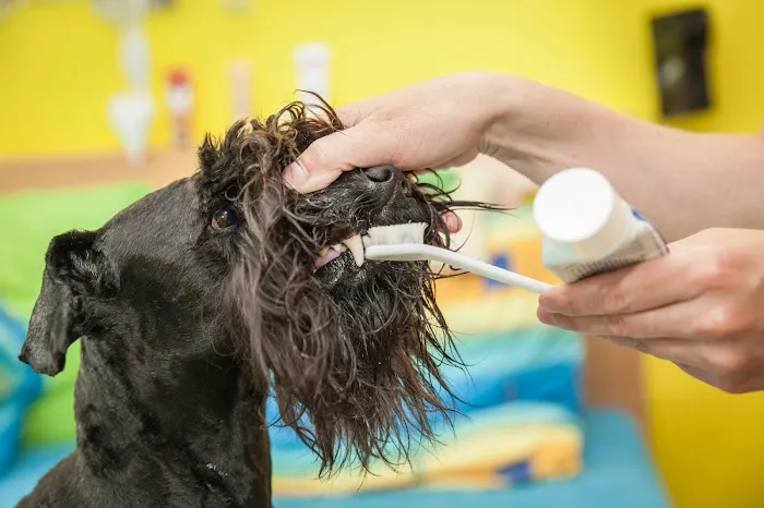Vetria Pet Wellness & Surgery Center 12