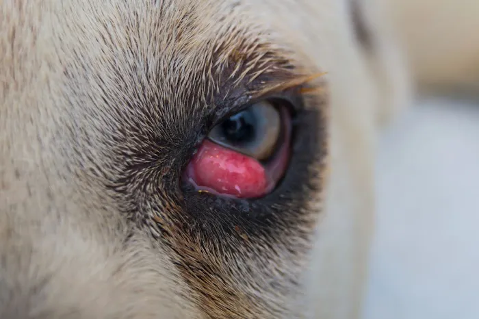 Vetria Pet Wellness & Surgery Center 12