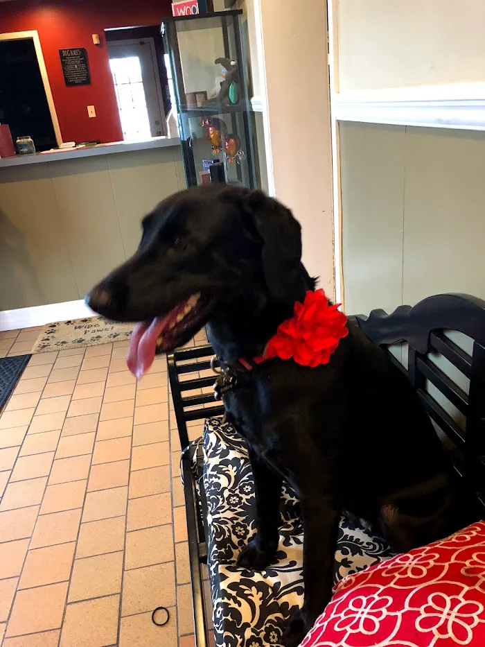 Vetria Pet Wellness & Surgery Center 12