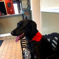 Vetria Pet Wellness & Surgery Center ico