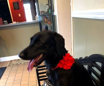 Vetria Pet Wellness & Surgery Center