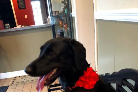 Vetria Pet Wellness & Surgery Center