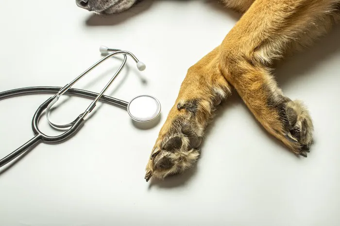 Vetria Pet Wellness & Surgery Center 12