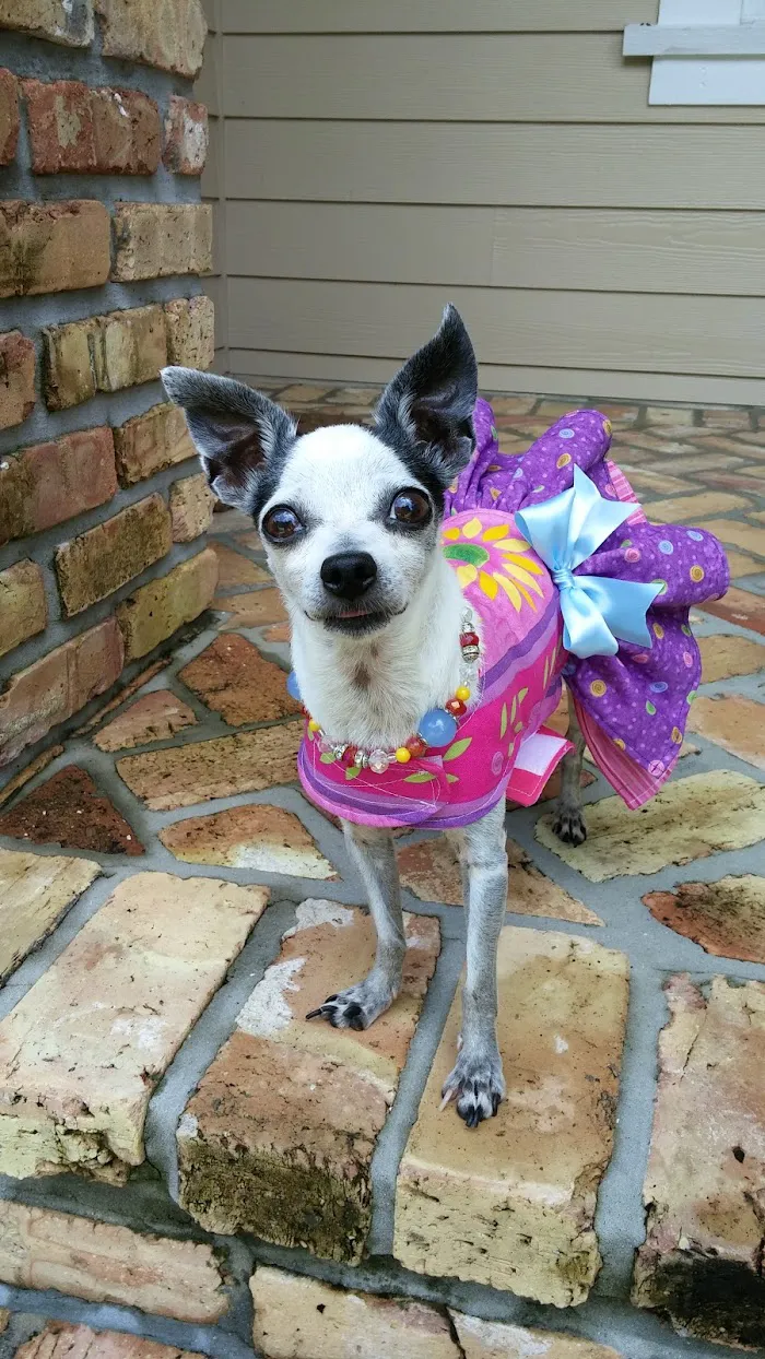 Northdale Animal Hospital 5