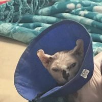 Hickory Hill Veterinary Services ico