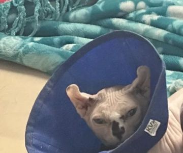 Hickory Hill Veterinary Services