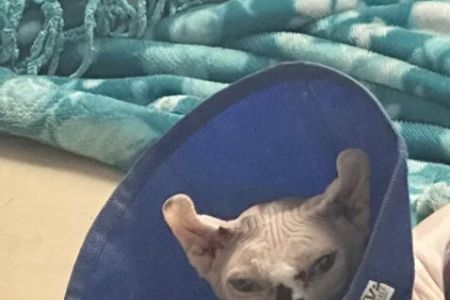 Hickory Hill Veterinary Services