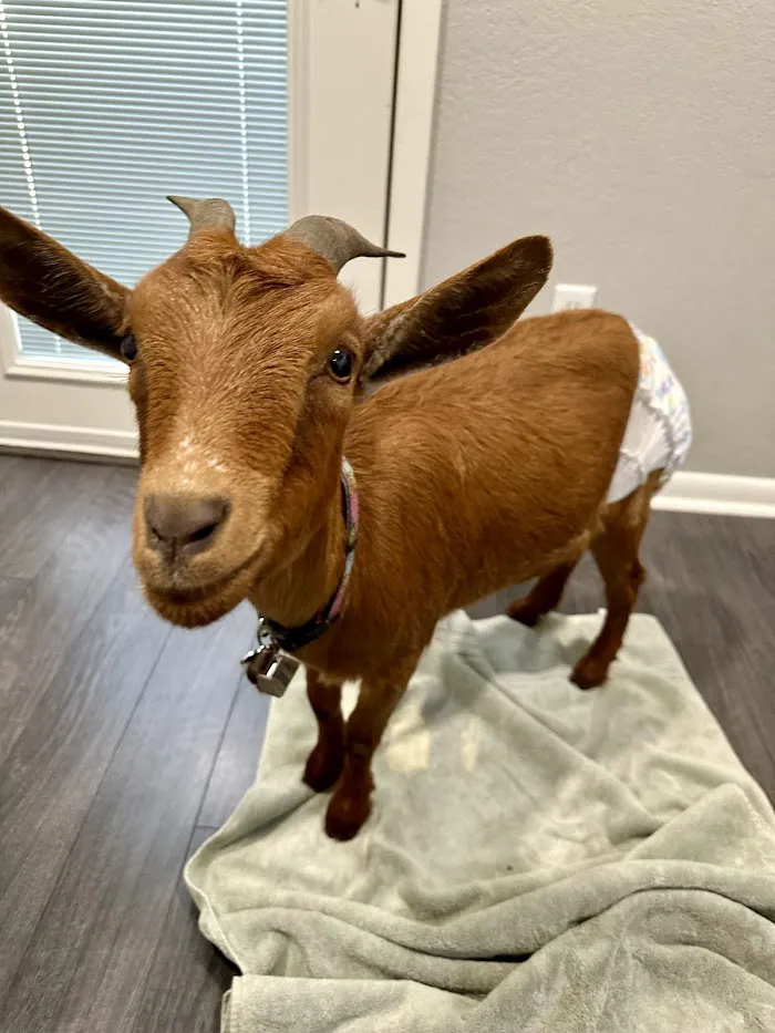 Hickory Hill Veterinary Services 12