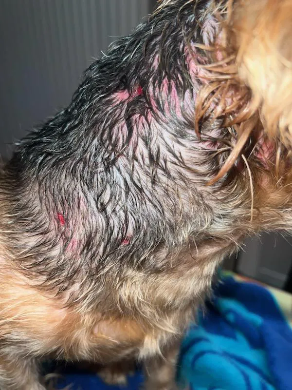 Pet Urgent Care of Wesley Chapel 2