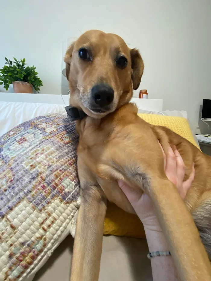 Pet Urgent Care of Wesley Chapel 6