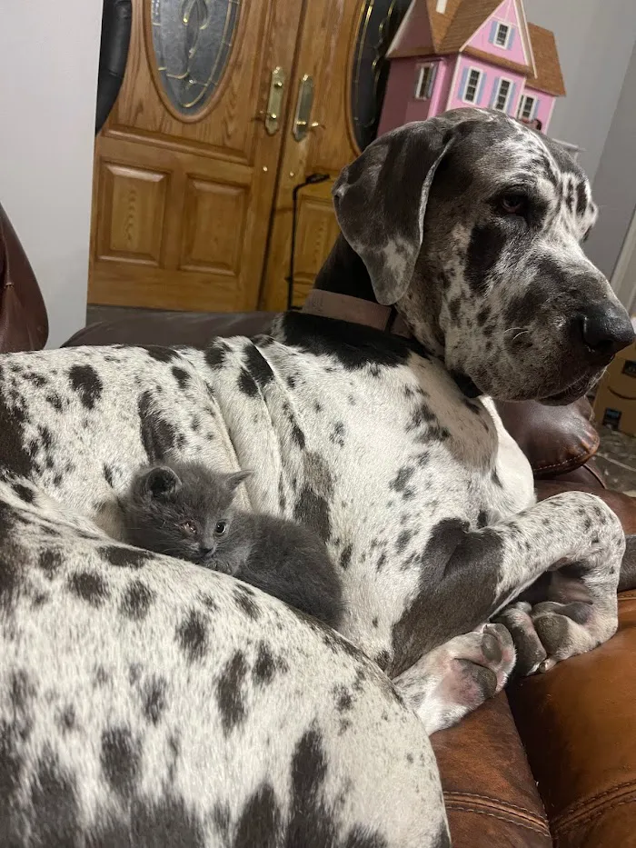 Pet Urgent Care of Wesley Chapel 1