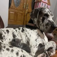 Pet Urgent Care of Wesley Chapel ico