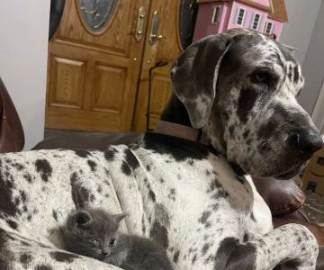 Pet Urgent Care of Wesley Chapel