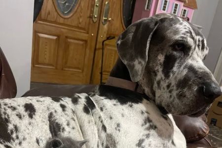 Pet Urgent Care of Wesley Chapel