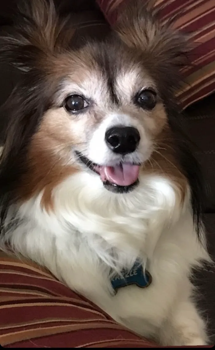 Pet Urgent Care of Wesley Chapel 3