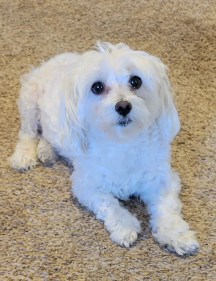 Pet Urgent Care of Wesley Chapel 7