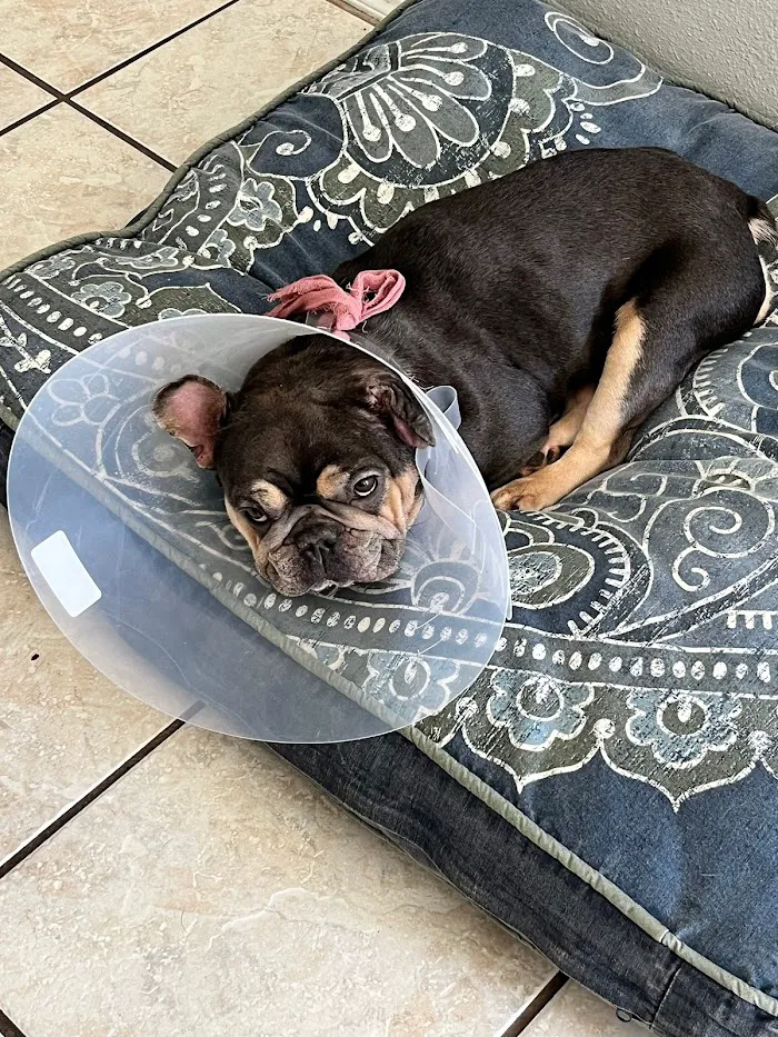 Pet Urgent Care of Wesley Chapel 9