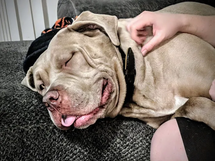 Gregory Vet Clinic 12