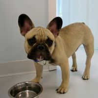 Walk-In Veterinary Care ico
