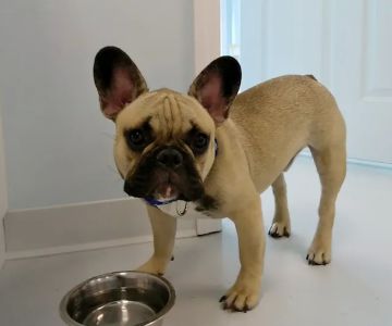 Walk-In Veterinary Care
