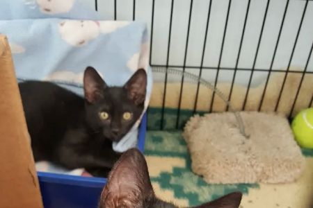 Connechusett Animal Hospital